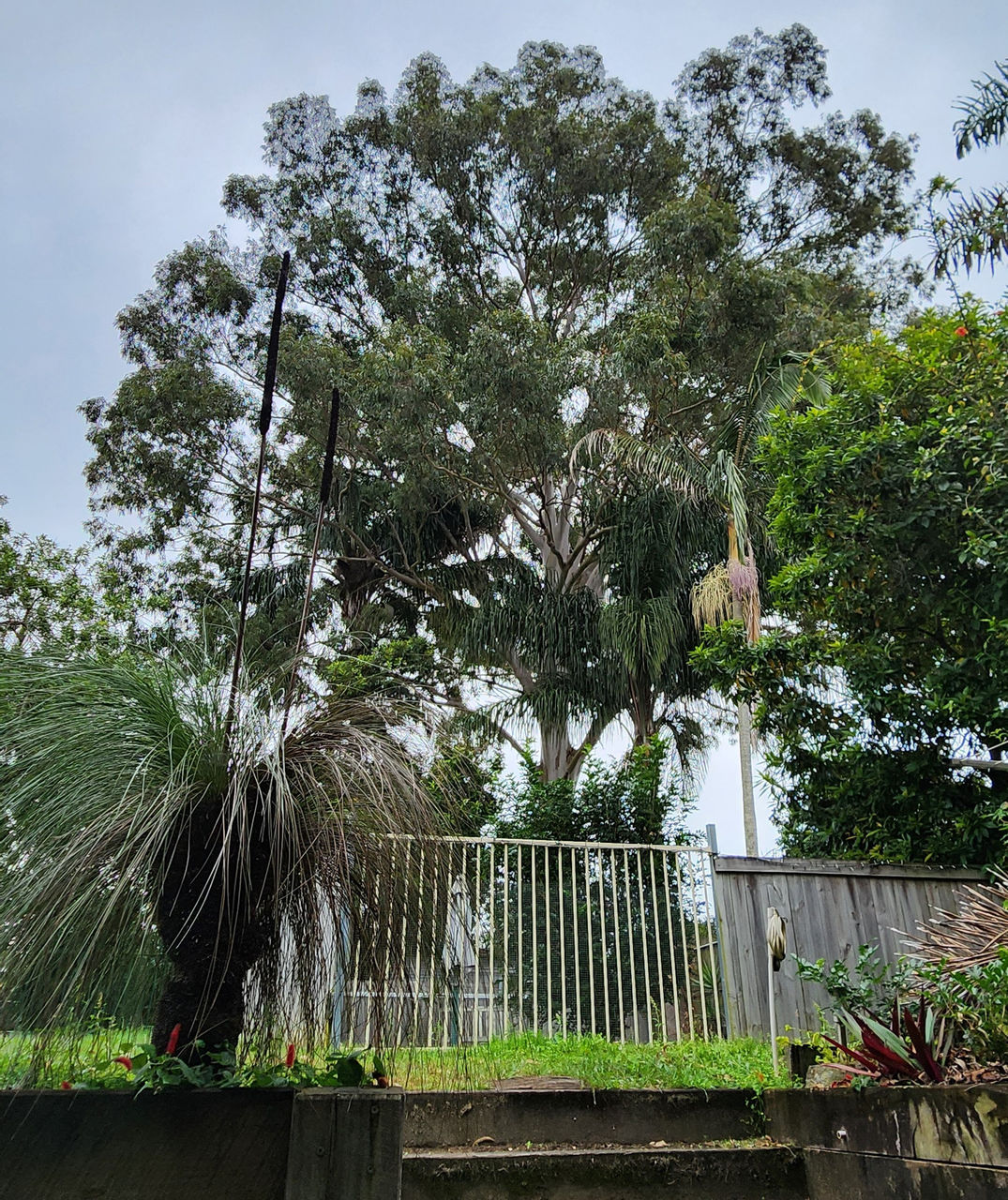 Backyard with various Australian native plants, including tall grass trees with blackened trunks and long, spiky leaves.