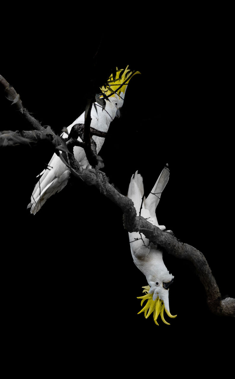ord Mayor's Photographic Awards 2026 - Green Heart Category Winner - Nicolas Willemsen - Council of the 'Crest' fallen Choir. Two sulphur crested cockatoos in vivid colour against a black background, one attentive and the other in a classic cheeky pose.