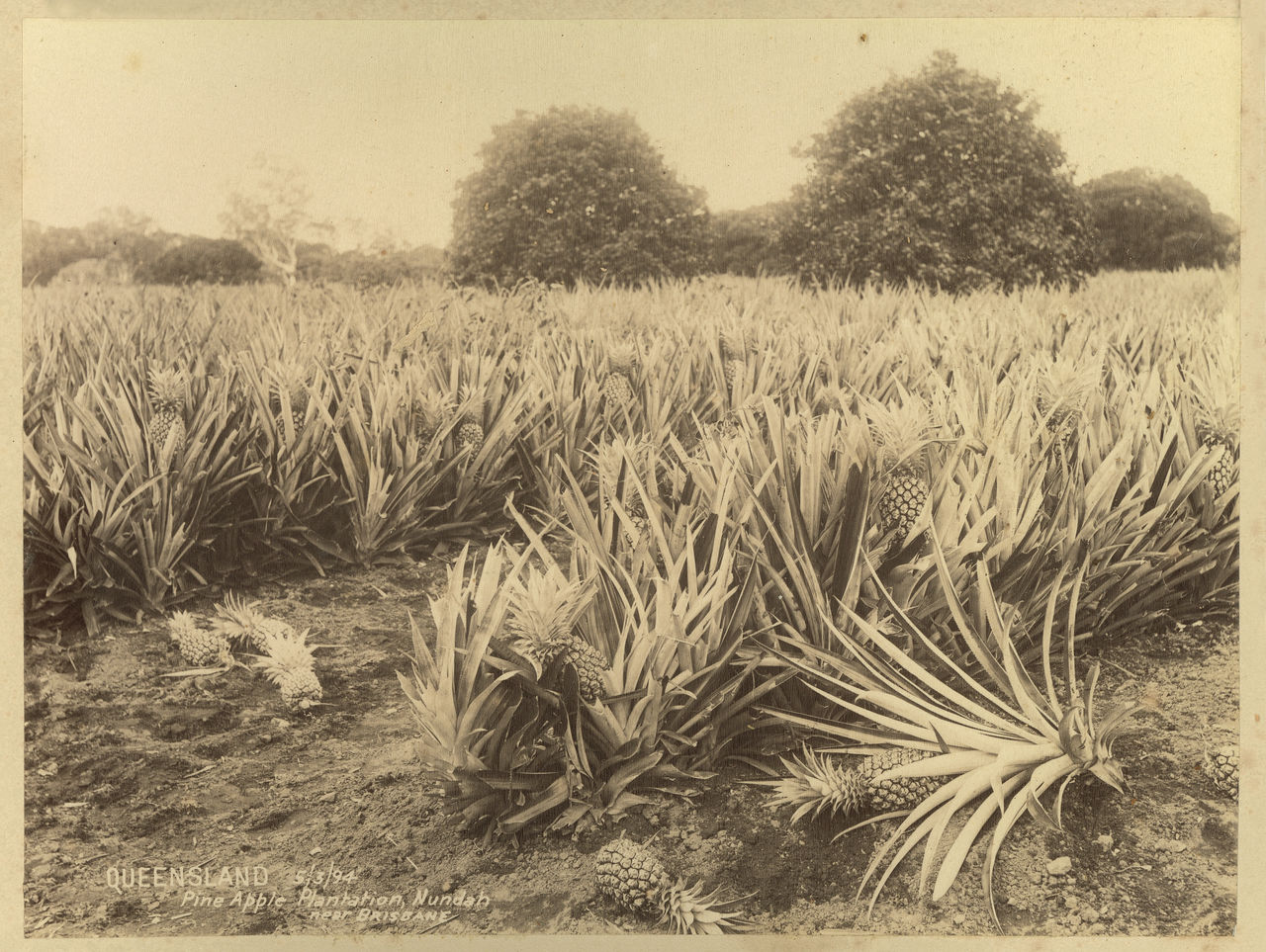 Pineapples