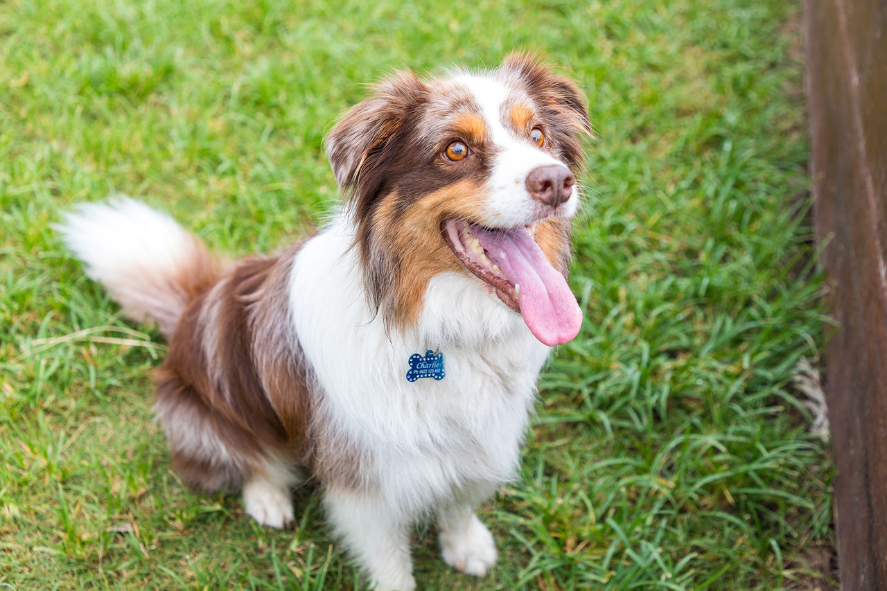 A brown and white dog sitting on green grass with a blue collar.